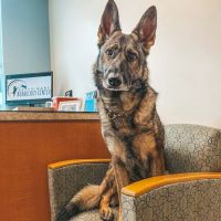 Veterinary Neurology Center ico