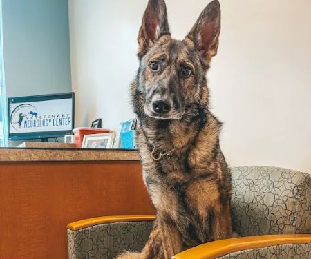Veterinary Neurology Center
