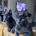 Newport Hills Animal Hospital