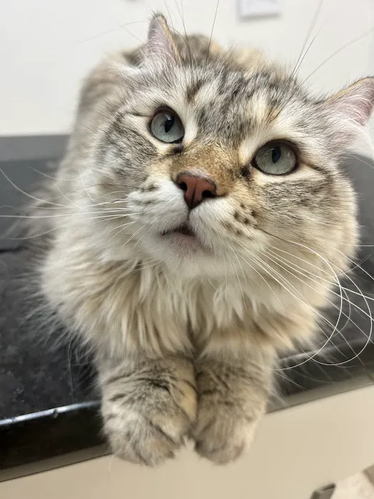 Stonecreek Animal Hospital, A Thrive Pet Healthcare Partner Picture 3