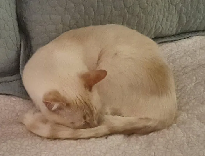 Stonecreek Animal Hospital, A Thrive Pet Healthcare Partner Picture 6