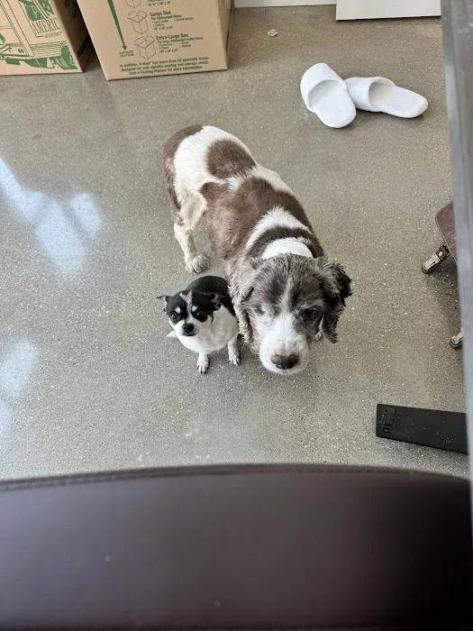 Stonecreek Animal Hospital, A Thrive Pet Healthcare Partner Picture 7