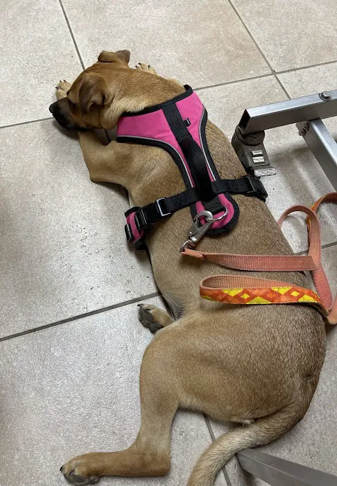 VCA Yorba Regional Animal Hospital Picture 2