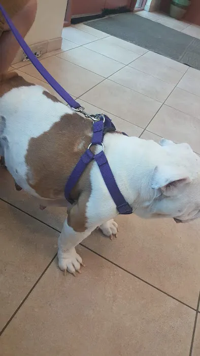 VCA Yorba Regional Animal Hospital Picture 6