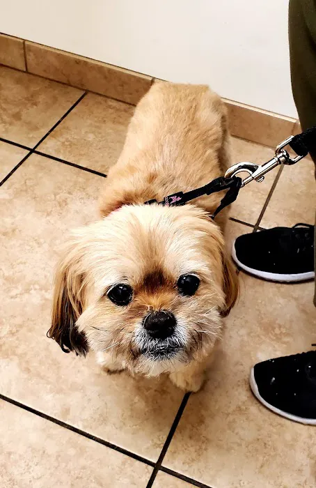 VCA Yorba Regional Animal Hospital Picture 8