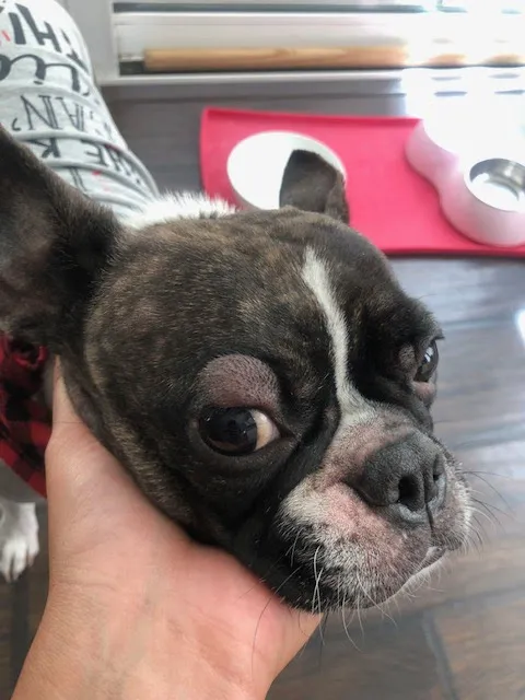 VCA Yorba Regional Animal Hospital Picture 10