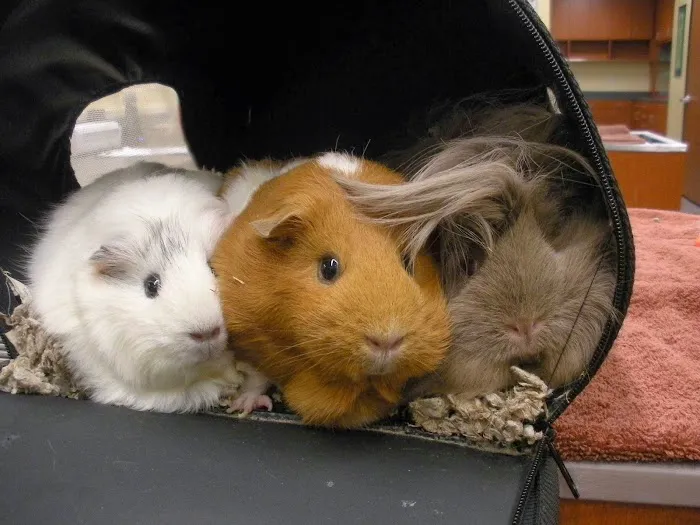 Greek and Associates Veterinary Hospital Picture 9