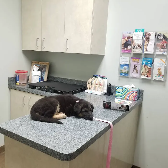 Sunrise Pet Hospital Picture 7