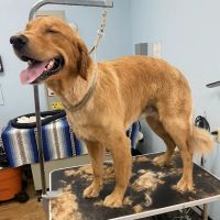 Anaheim Canyon Animal Hospital ico