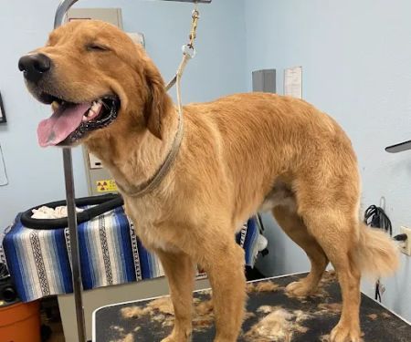 Anaheim Canyon Animal Hospital
