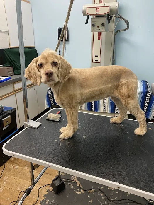 Anaheim Canyon Animal Hospital Picture 5