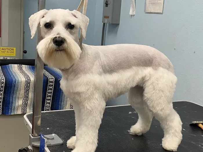 Anaheim Canyon Animal Hospital Picture 3
