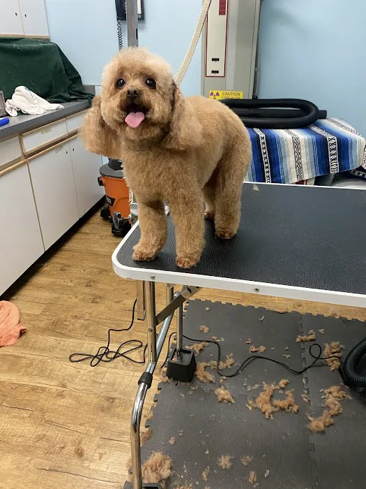 Anaheim Canyon Animal Hospital Picture 9
