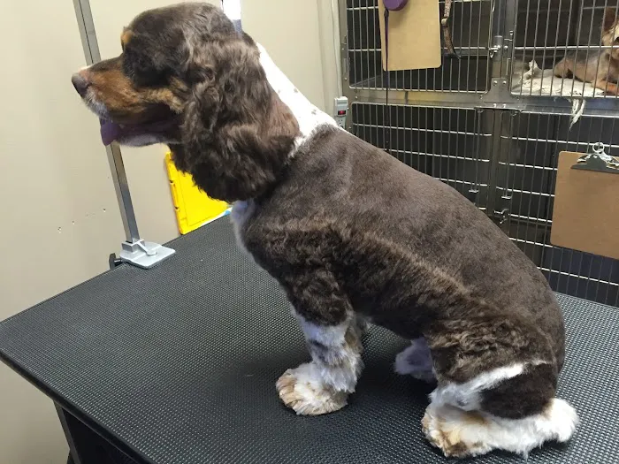 Anaheim Canyon Animal Hospital Picture 7