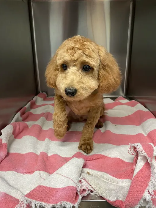 Anaheim Canyon Animal Hospital Picture 8