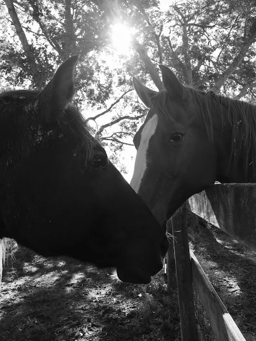 Hannahs Horse Clinic Picture 2