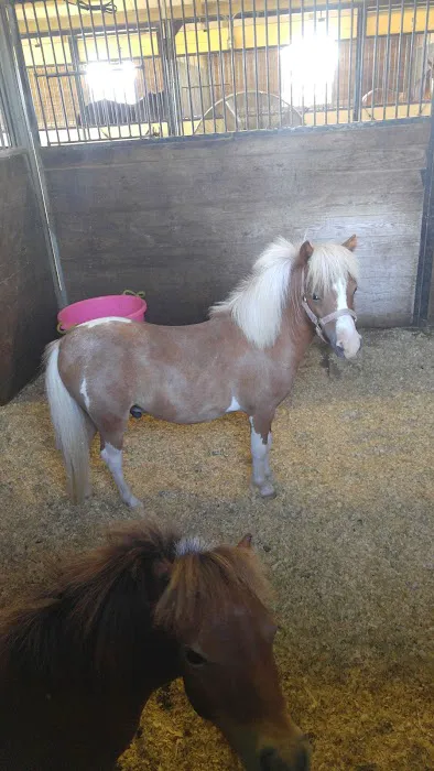 Katy Equine Clinic Picture 2