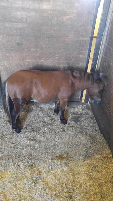 Katy Equine Clinic Picture 4