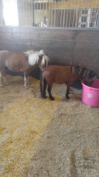 Katy Equine Clinic Picture 9