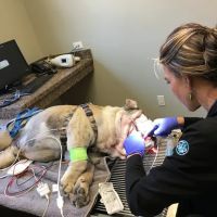 Stone Ridge Veterinary Medical Center & Pet Resort ico