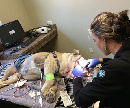Stone Ridge Veterinary Medical Center & Pet Resort