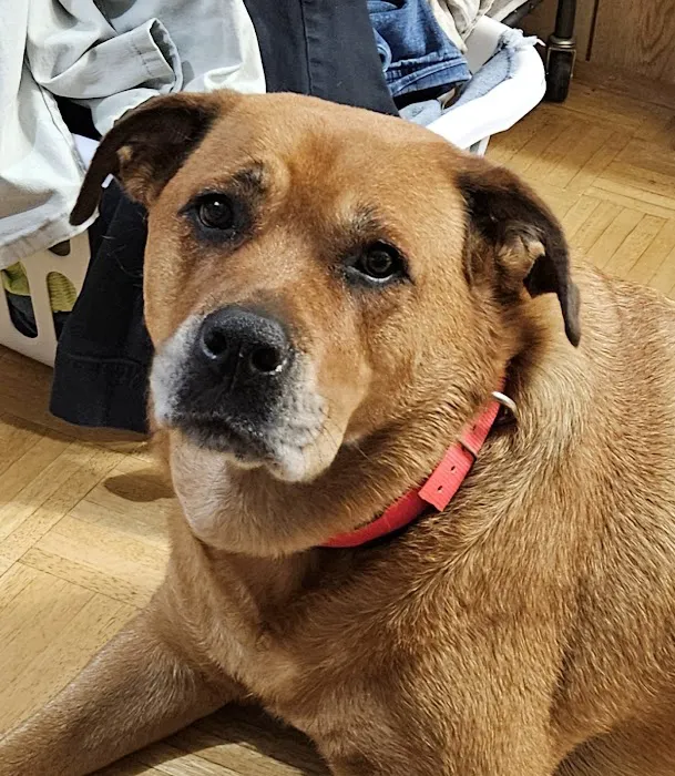 Stone Ridge Veterinary Medical Center & Pet Resort Picture 3