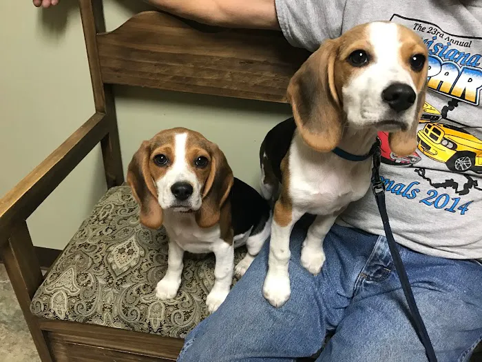 Stone Ridge Veterinary Medical Center & Pet Resort Picture 9