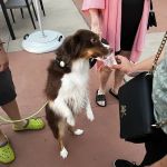 Conroe Veterinary Clinic