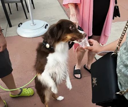Conroe Veterinary Clinic