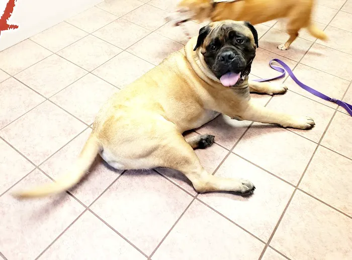 Conroe Veterinary Clinic Picture 4