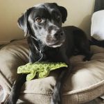 Animal Hospital and Emergency Clinic of Conroe
