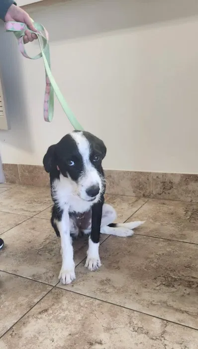 HUB Veterinary Group - Conroe Picture 4
