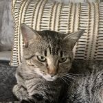 Horizon Veterinary | Animal Clinic & Surgical Center