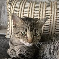 Horizon Veterinary | Animal Clinic & Surgical Center ico