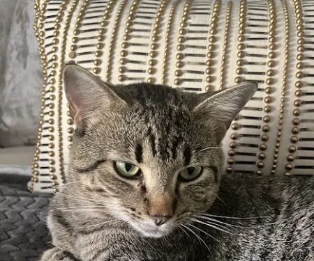 Horizon Veterinary | Animal Clinic & Surgical Center