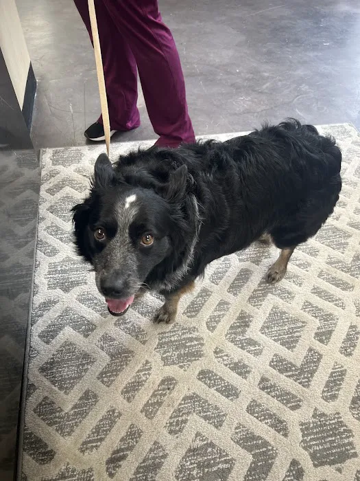 Horizon Veterinary | Animal Clinic & Surgical Center Picture 7