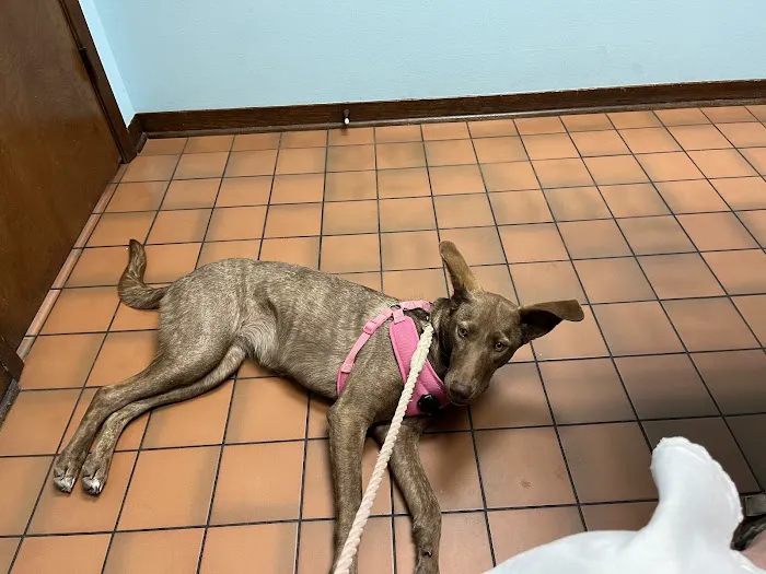 West Davis Veterinary Clinic Picture 1
