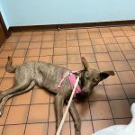 West Davis Veterinary Clinic