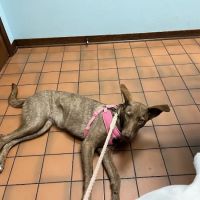 West Davis Veterinary Clinic ico