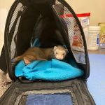Pets Paw Animal Hospital