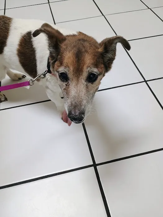 Pets Paw Animal Hospital Picture 4