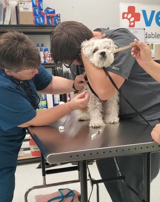 Vetco Vaccination Clinic Picture 5
