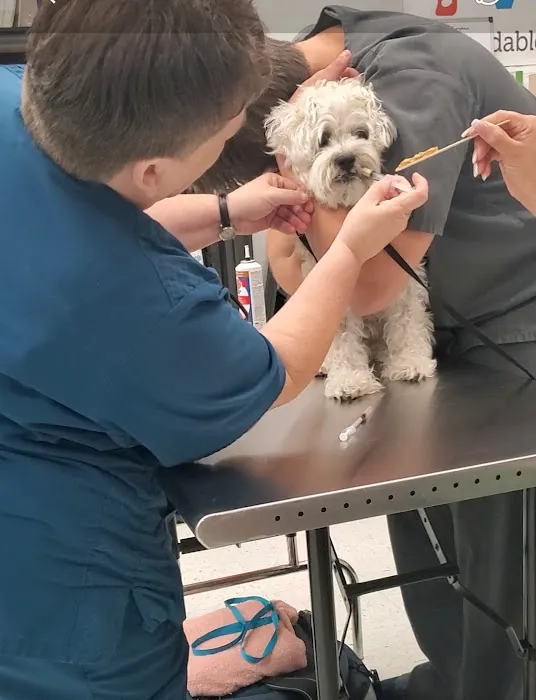 Vetco Vaccination Clinic Picture 6