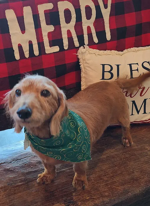 My Family Vet Montgomery Picture 9