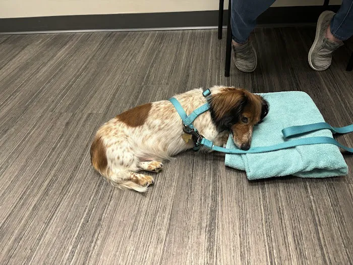 Magnolia Veterinary Hospital Picture 2