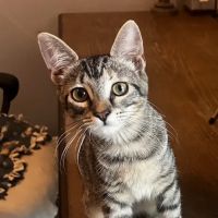 Magnolia Veterinary Hospital ico