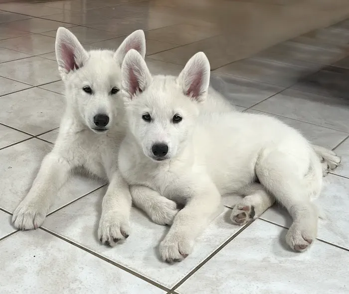 Magnolia Veterinary Hospital Picture 7