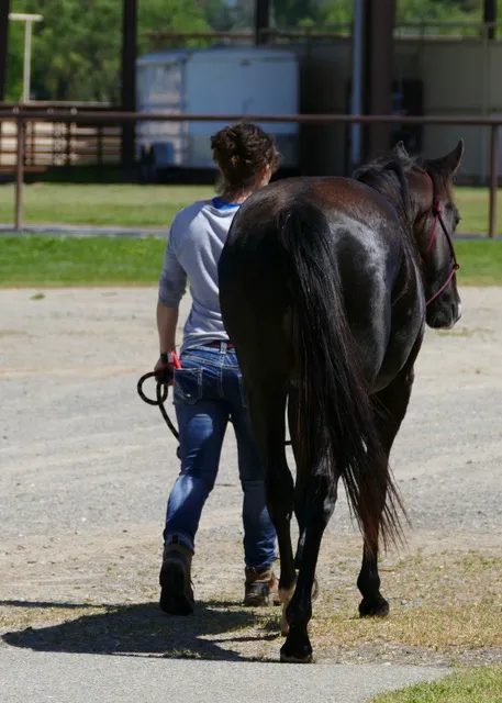 Auburn Equine / AMC Large Animal Picture 3