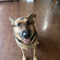 Bowman Veterinary Hospital ico