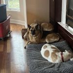 Slate Creek Animal Hospital